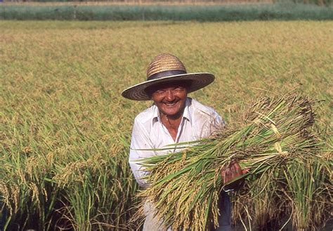 Traditionnal Rice Cultivation: An Illustrated Journey Through Ancient Indonesian Wisdom Unveils the Poetic Rhythms of Nature and the Timeless Art of Harvesting